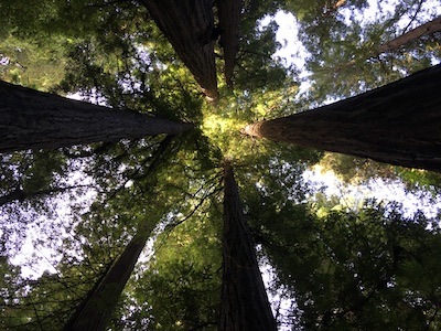 Redwood Circle Arcata CA
